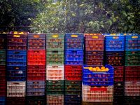 many colorful plastic baskets full of oranges are standing in the middle of a orange plantage in diakopto in greece