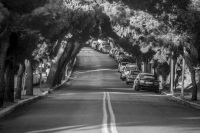 at a street in monte smith on rhodes are parking some cars under pine trees, black-and-white