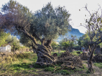 an idyllic garden with a very old olive tree and animals in diakopto in greece