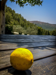 a yellow lemon on a wooden table in front of the green forest near monastery ipsenis in lardos on rhodes