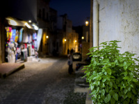 a shrub of green basil is standing in an alley of the old town on rhodes by night