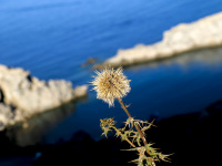 a dry thistel in front of the blue sea in lindos on rhodes is iluminated by the sun