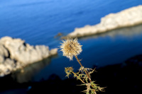 a dry thistel in front of the blue sea in lindos on rhodes is iluminated by the sun