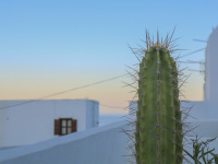 a light green cactus is standing between white houses in lindos on rhodes at a wonderful sunsetlight