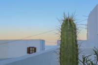 a light green cactus is standing between white houses in lindos on rhodes at a wonderful sunsetlight