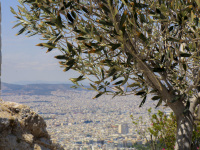 next to an olive tree you look at the sea of houses of the city of millions athens