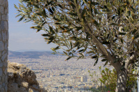 next to an olive tree you look at the sea of houses of the city of millions athens