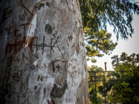 in a trunk of an eucalyptus tree in athens names and patter are carved in