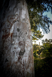 in a trunk of an eucalyptus tree in athens names and patter are carved in