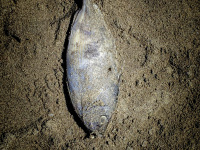 a lifeless dorade ist laying in the grey sand at the beach of prasonisi on rhodes