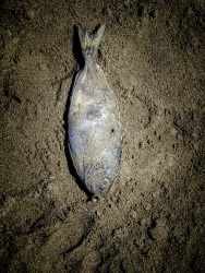 a lifeless dorade ist laying in the grey sand at the beach of prasonisi on rhodes
