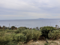 behind divers green herb bushes you see the blue sea at kap sounion
