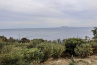 behind divers green herb bushes you see the blue sea at kap sounion