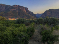 the landscape at diakopto in achaia  with olive grove in front and the canyon to kalavrita in the background in a nice evening ligt