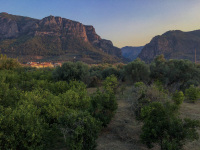 the landscape at diakopto in achaia  with olive grove in front and the canyon to kalavrita in the background in a nice evening ligt
