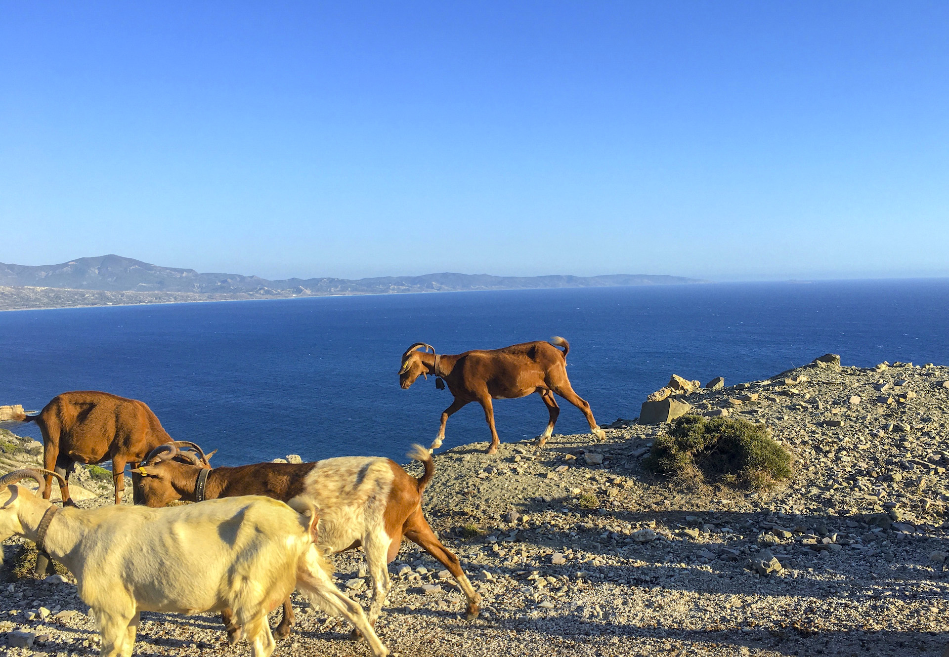 Ziegen laufen auf einem Berg vor blauem Meer – FOTO MAU – Nature